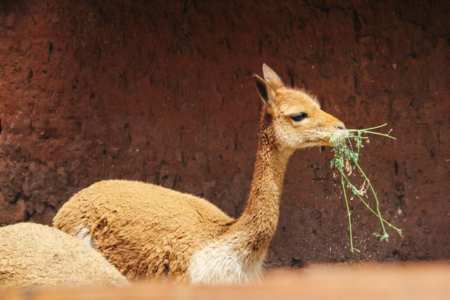 Puno-SacredValley-24