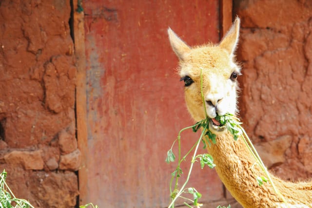 Puno-SacredValley-25