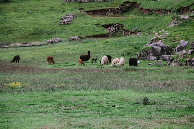 Cusco-79