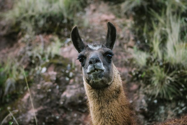 Cusco-95