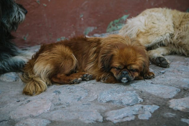 Cusco-99